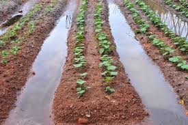 Food Bank and Farming Project